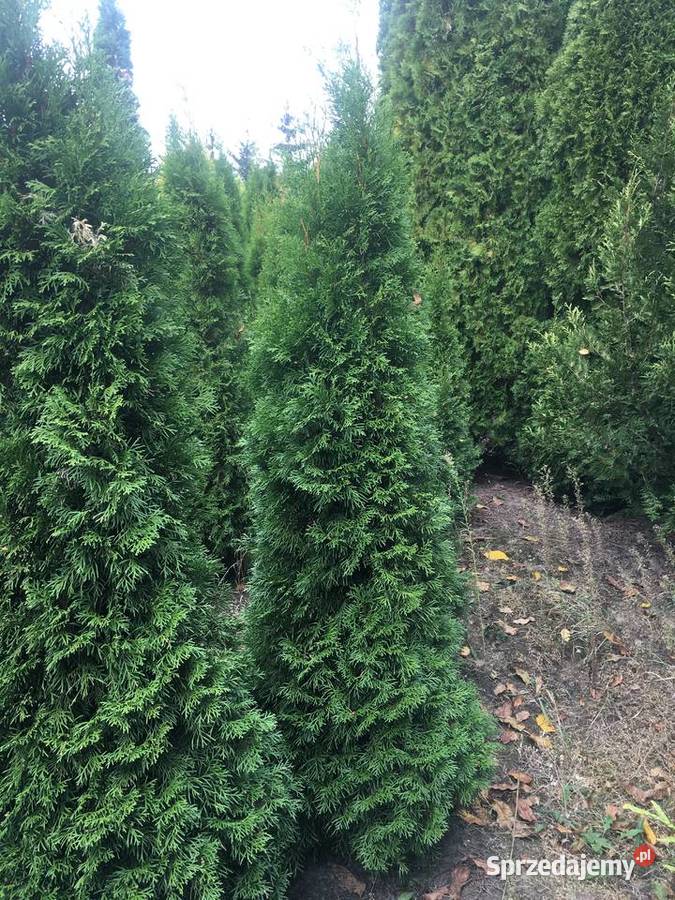 OkazjaSzmaragdy różnej wysokości 150180 200 Sompolno