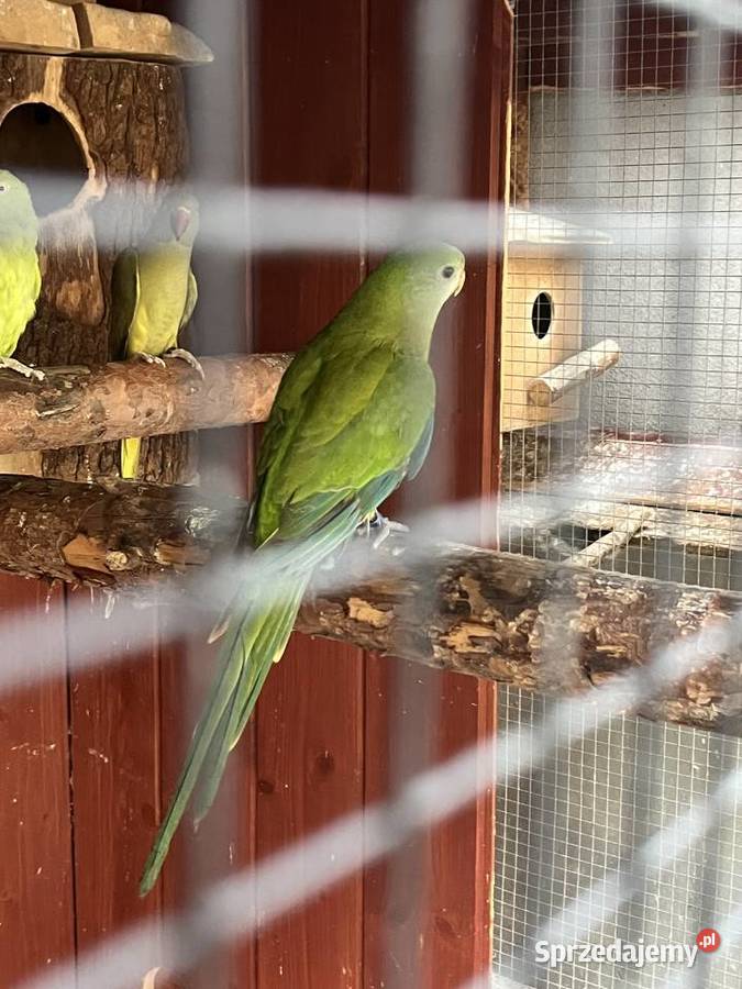 Samica Barabandy małopolskie