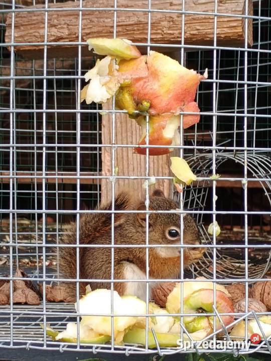 Wiewiórki rudoogonowe 2 pary i hudsony Zwierzęta Zabrze