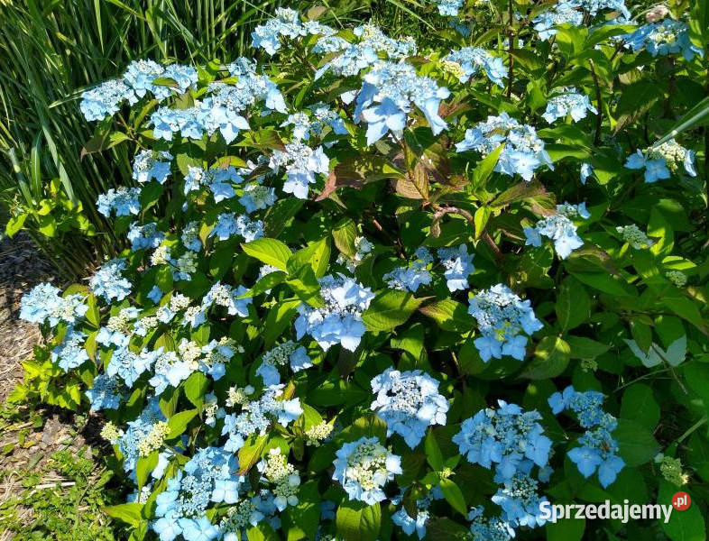 HORTENSJA PIŁKOWANA Blue Deckle sadzonki w Ustronie
