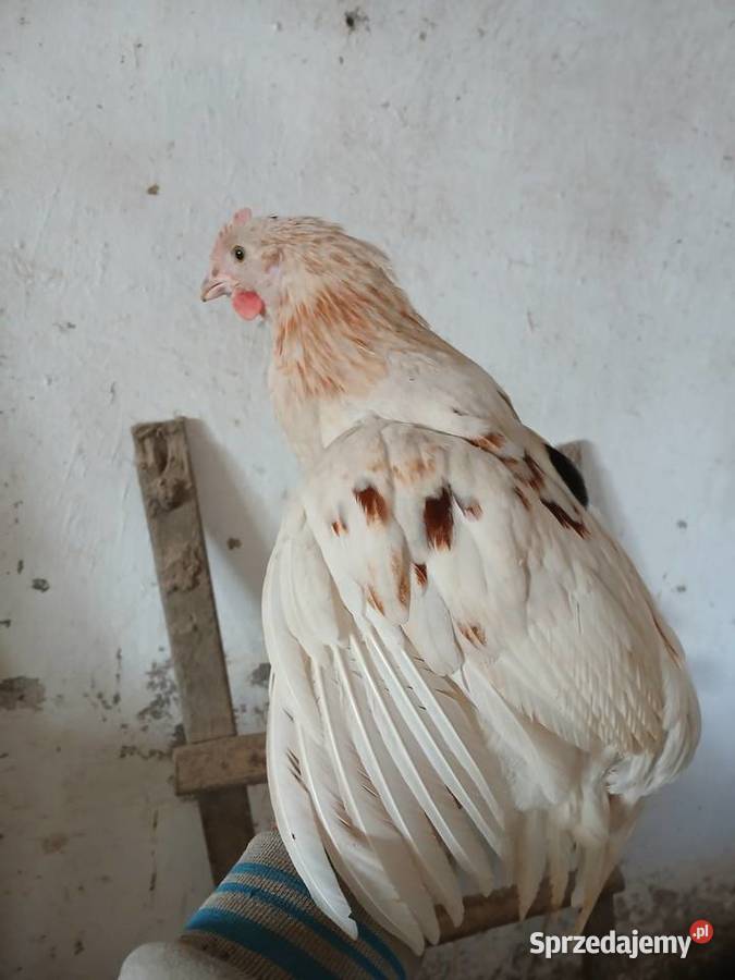 Koguty kury piskleta rolnika Myszków