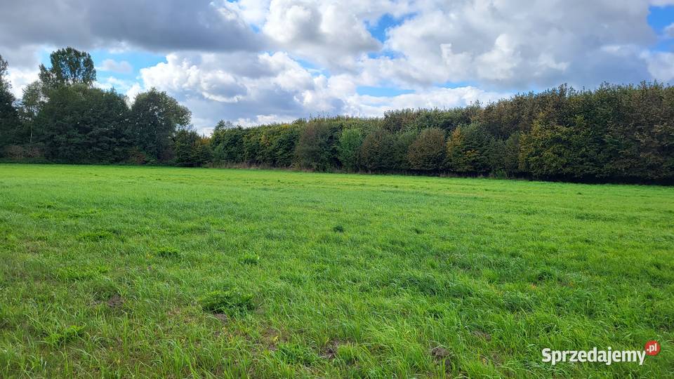 Wydzierżawię dobrze utrzymaną łąkę