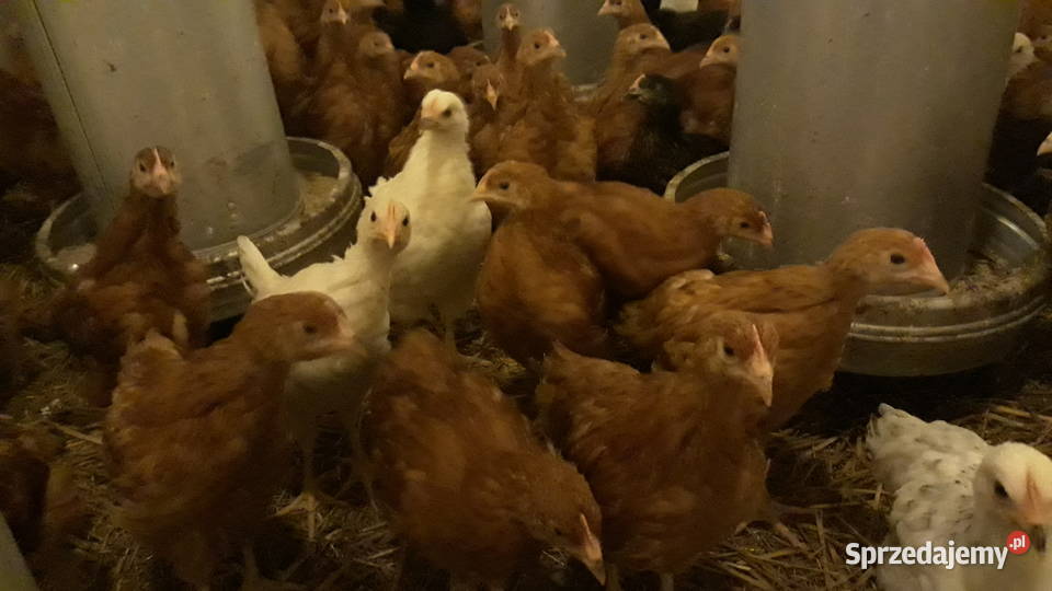 Kury nioski kurki młode odchowane 8 tyg 14 sprzedam