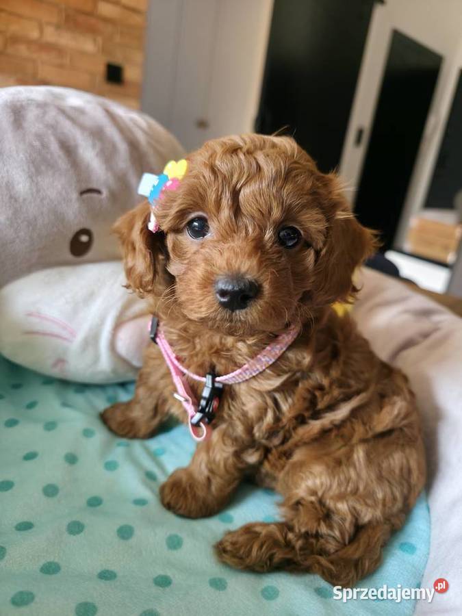 Maltipoo suczka sprzedam