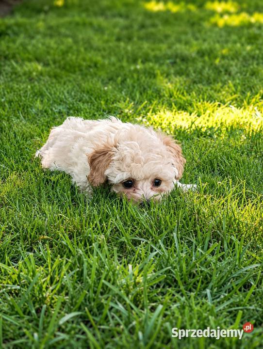 Maltipoo suczka gotowa do odbioru Pozostałe Krapkowice