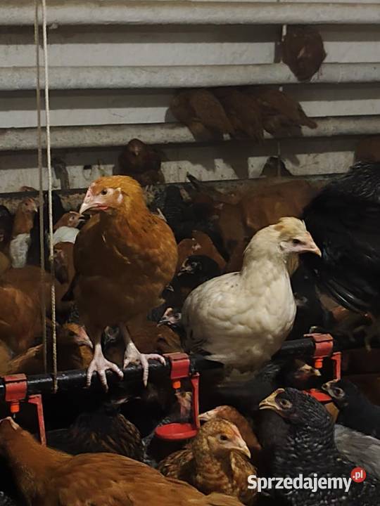 Młode kury nioski 12 tygodni mazowieckie