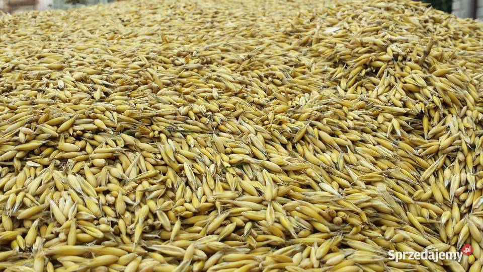 Sprzedam OWIES Centrali Garwolin sprzedam