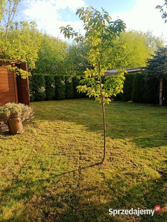 Ogródek działkowy działka rod Miłosław sprzedam