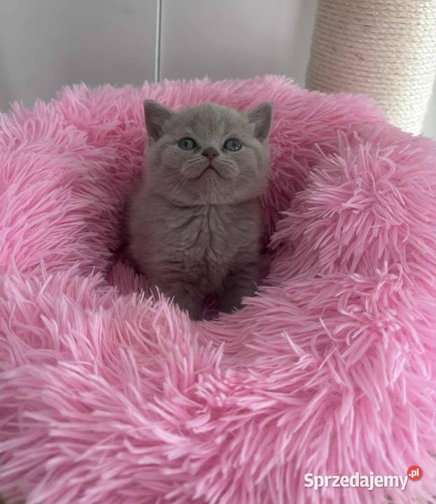 Kot brytyjski Lublin