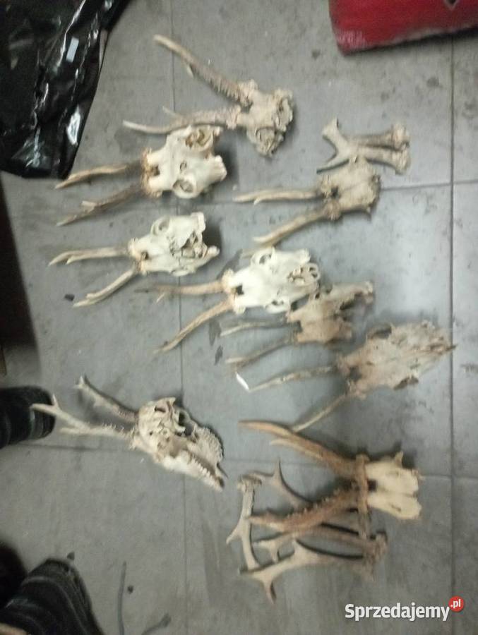 Czaszki parostki śląskie Częstochowa