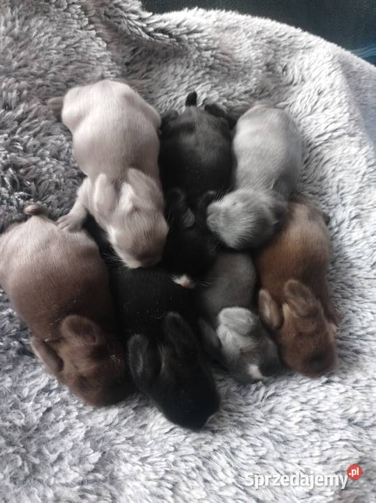 Króliczki miniaturki Żytniów