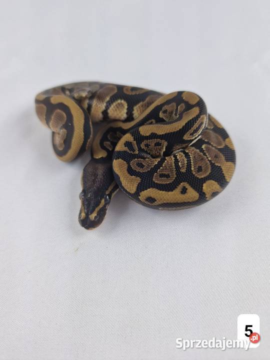 Pyton królewski python regius samiec