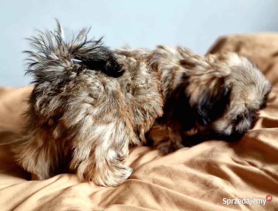 Yoko suczka Shih Tzu złota z czarną maską szuka Płock