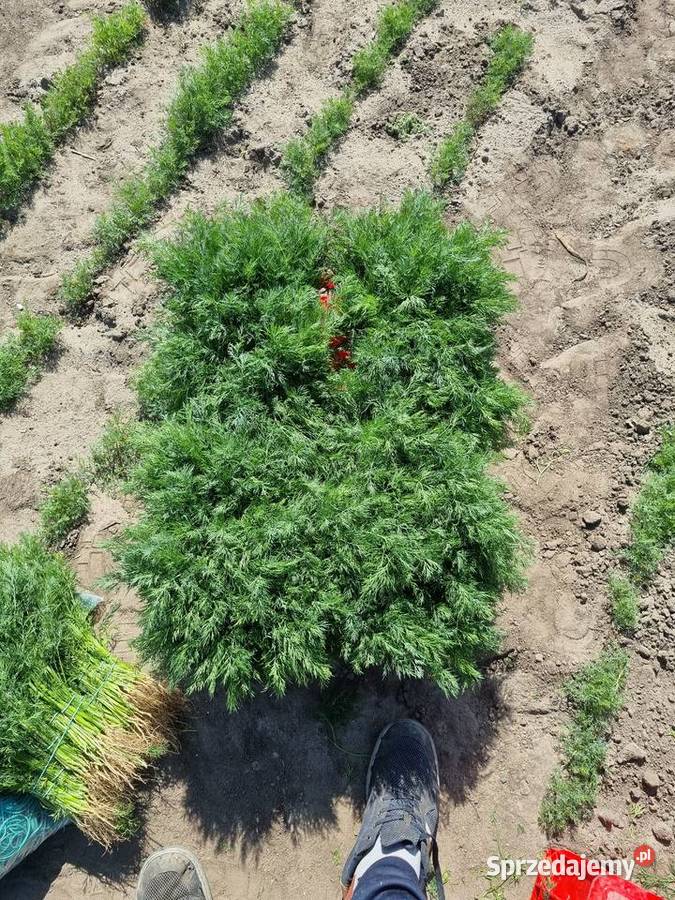 KoperNatkaSzczypior Łęczyca sprzedam