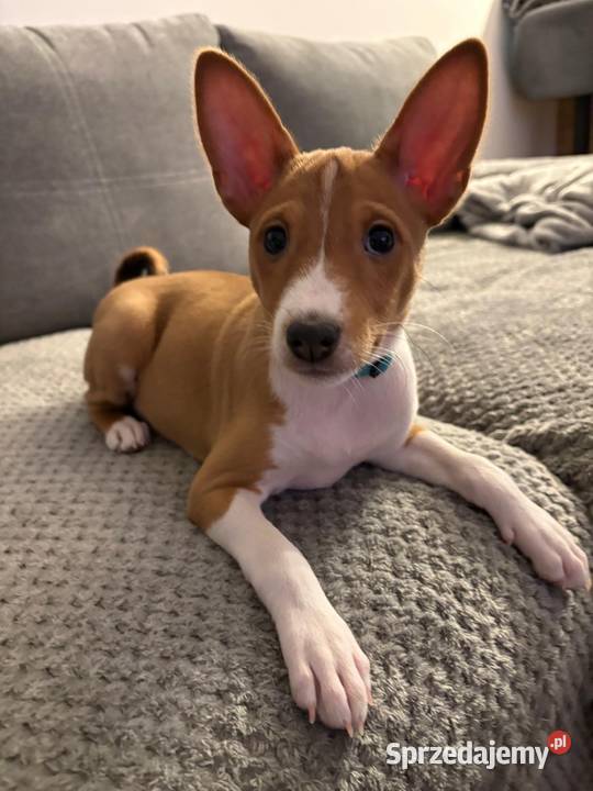 Basenji suczka szczenię
