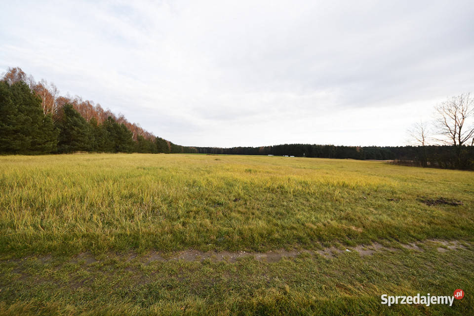 Malownicza działka 122 ha lesie Radawie