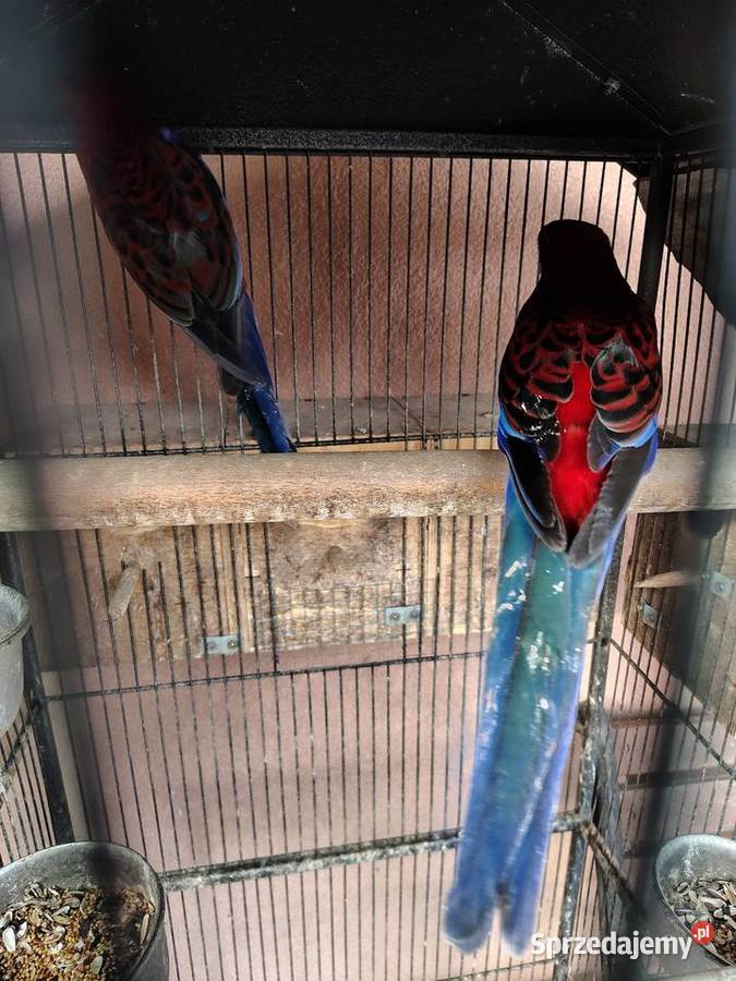 Sprzedam parę rozelli królewskich standart Nowy Sącz sprzedam