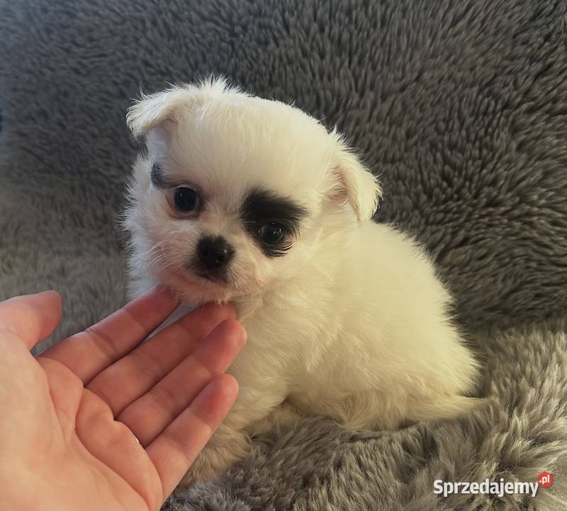 Długowłosy piesek Chihuahua Championie gotowy do Skrzeszew