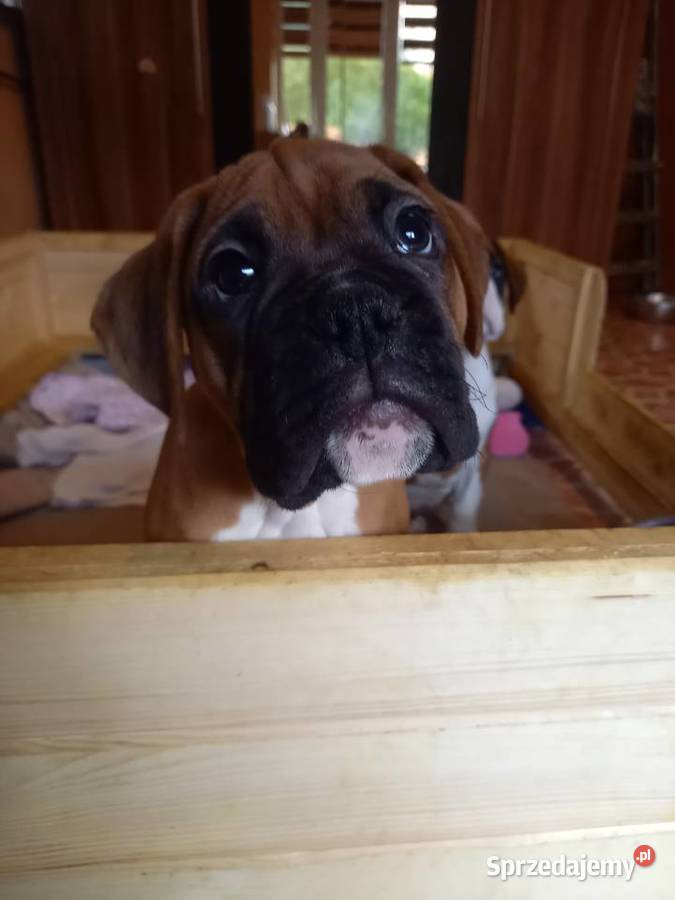 Szczeniaczki Boksery Stary Sącz