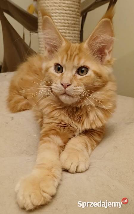 PROMETEUSZ Kocurek Maine Coon