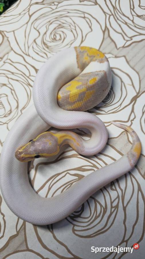 Wąż pyton królewski python regius samiec Wrocław