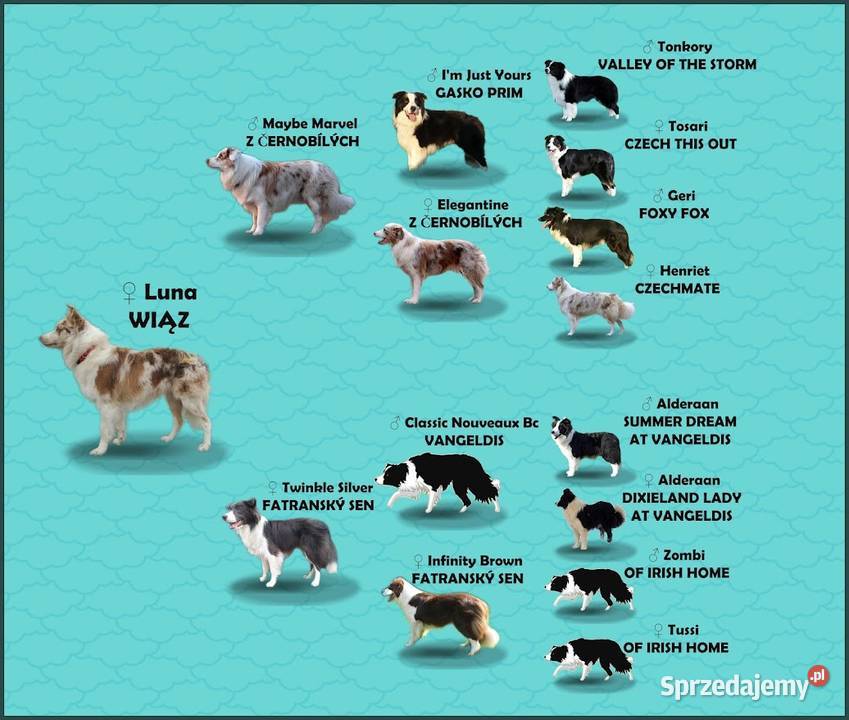 Rasowa Suczka BORDER COLLIE z Hodowli Szczenię z Kraków