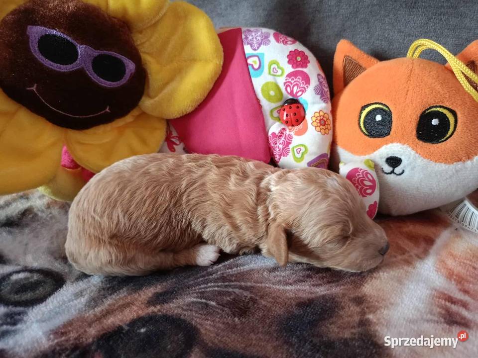 Maltipoo F1b małopolskie Miechów sprzedam