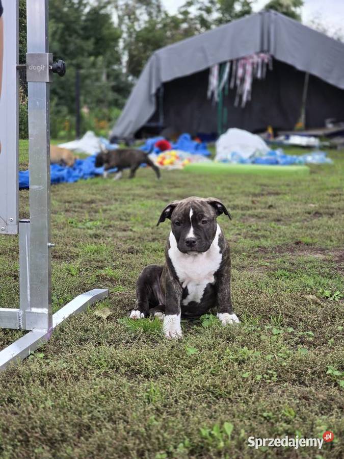 American staffordshire terrier Amstaff FCI Ostrołęka