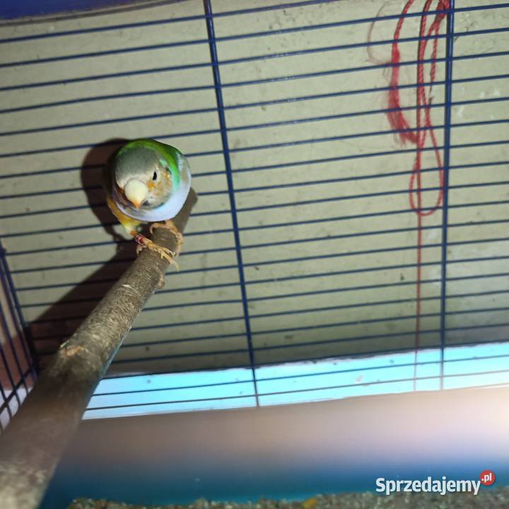 Zamienię samca na samicę Pleszew