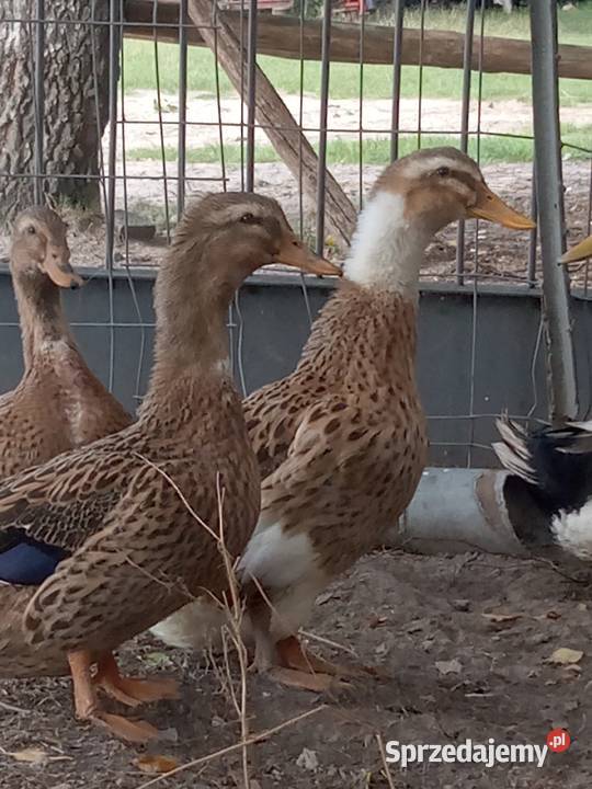 Kaczki kaczory staropolskie z czapkami Jezioro