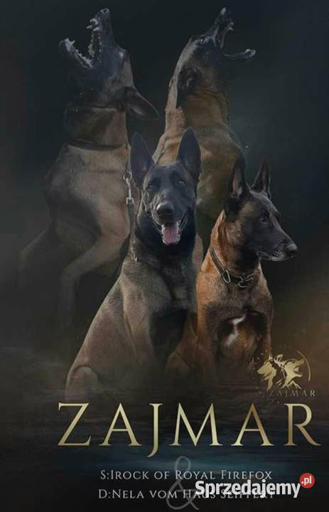 Owczarek belgijski Malinois FCI zapowiedz miotu Psy Nowy Sącz sprzedam