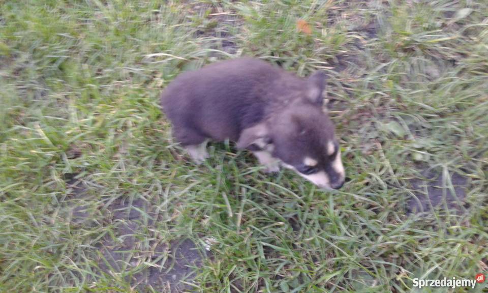 Oddam kundelki lubelskie Józefów