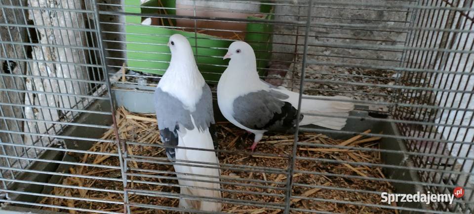 Orliki lubelskie siwe boki lubelskie Tokarówka sprzedam