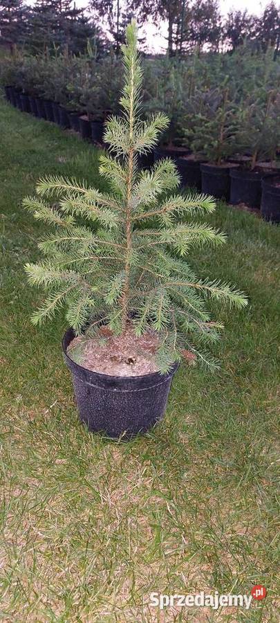 Świerk serbski Siedleczka