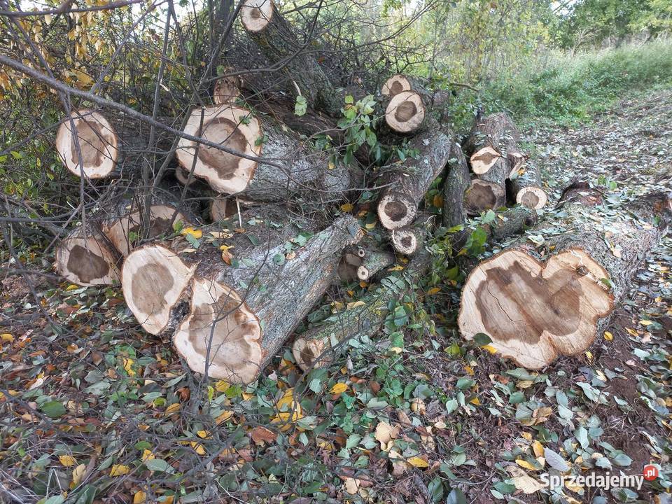 Sprzedam drzewo tartaczne i opałowe wiąż Lubartów