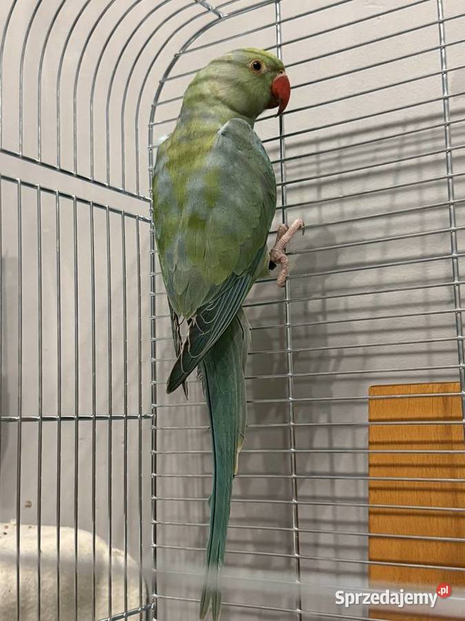 Papuga Aleksandretta Ptaki Oleśnica