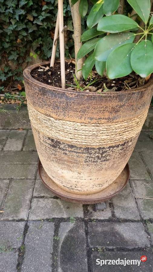 Szeflera drzewko 170 z doniczką ceramiczną Ostrów Wielkopolski