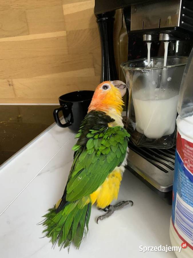 Barwinka białobrzucha oswojona samiec Mysłowice