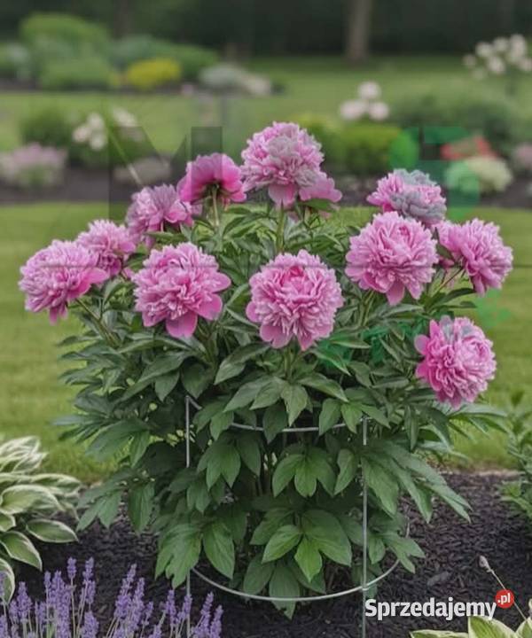 Mocne podpory do roślin 93 2 obręcze idealne do łódzkie Łódź