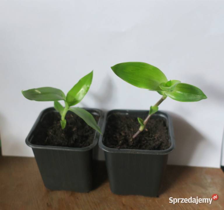 Złoty wąs Callisia Fragrans mazowieckie Pruszków