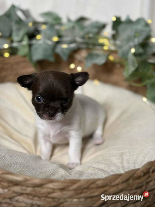 Suczka Chihuahua BiałoCzekoladowa Częstochowa
