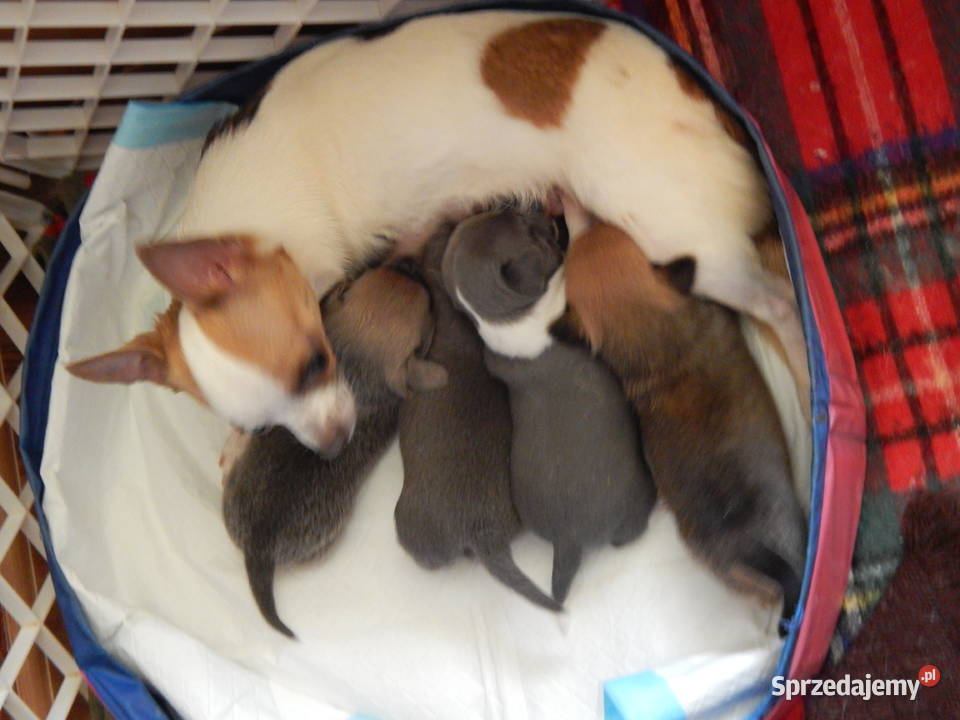 Bursztynowo czarno biały piesek Częstochowa