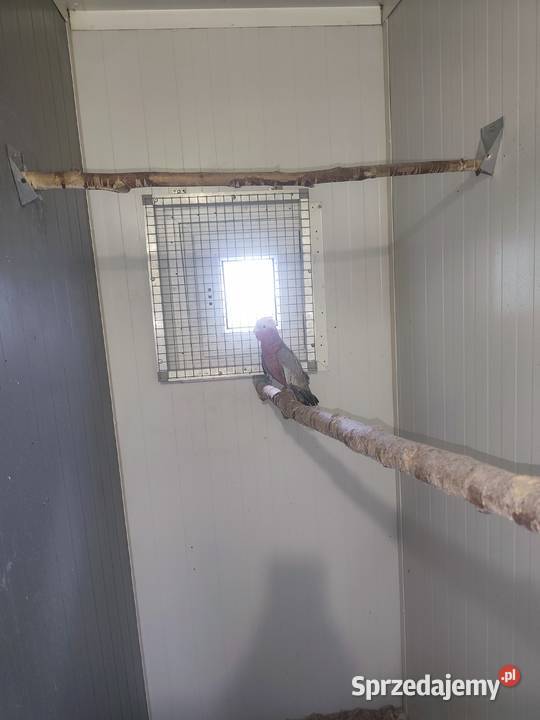 Kadadu Różowe samica 2025 Pszczyna