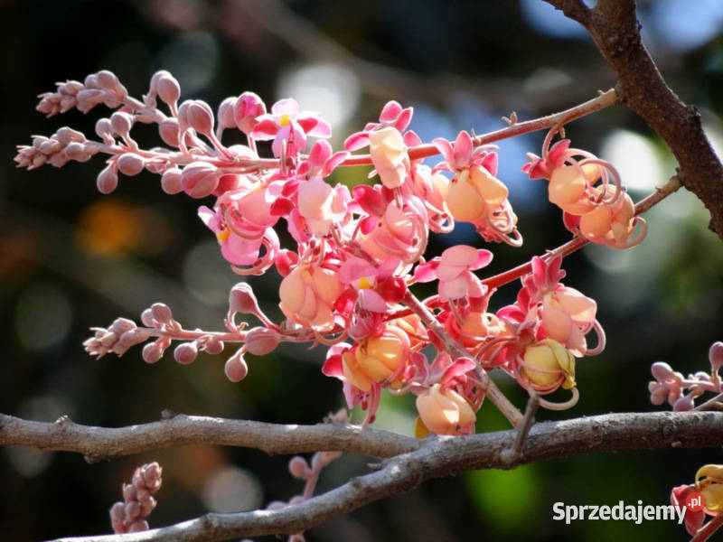 CASSIA GRANDIS Cassia grandis NASIONA 200 sztuk kujawsko-pomorskie Lubanie