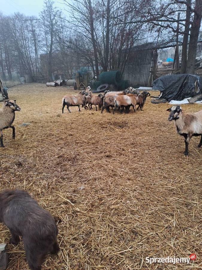 Owca kamerunska Wyszanów