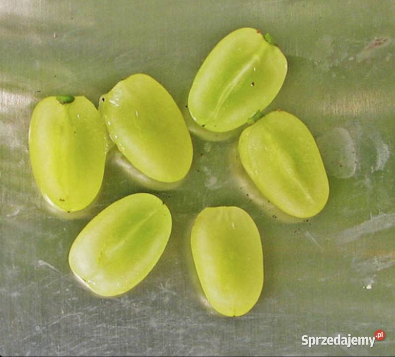 Winogron Sadzonki bezpestkowych winorośli lubelskie sprzedam