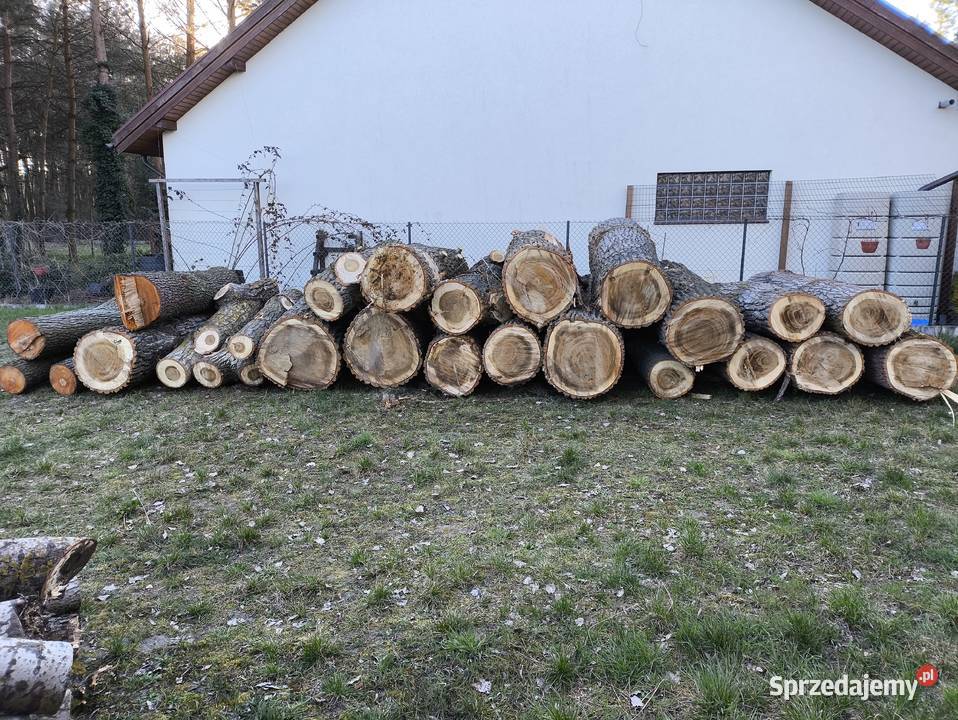 Topola tartaczna Kościan