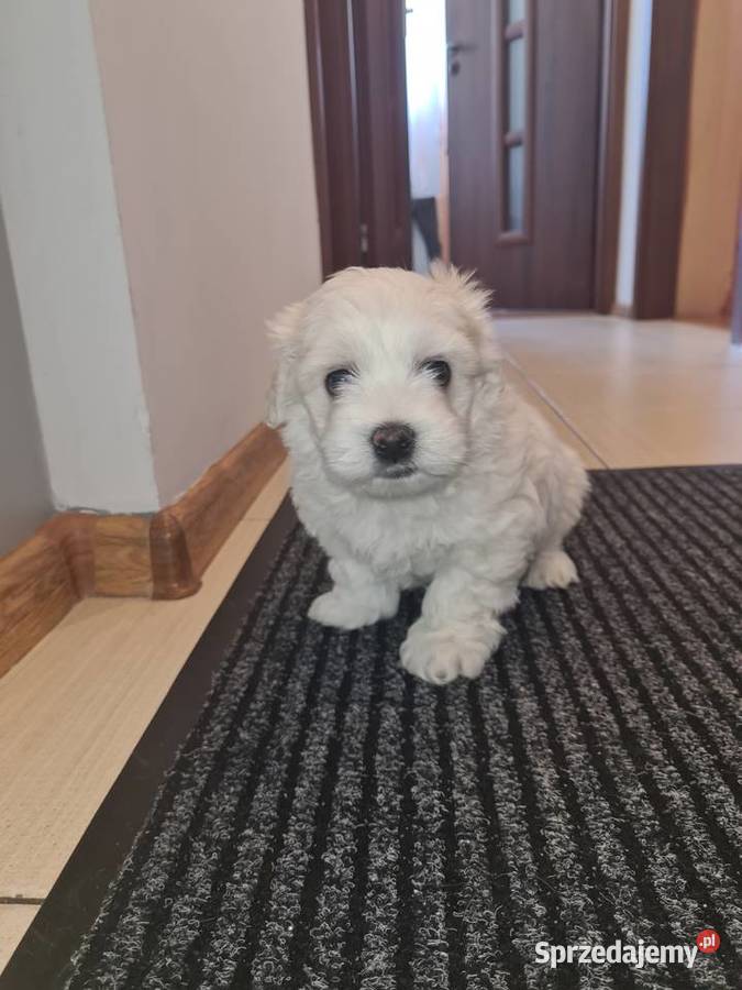 Oddam maltańczyka chłopca Kwidzyn