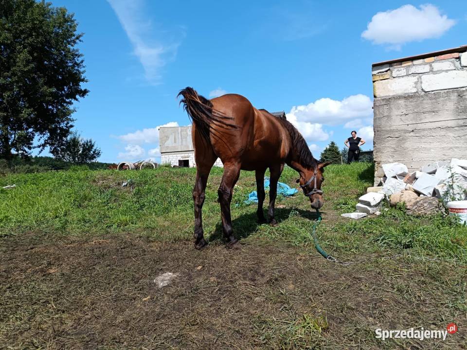 Sprzedam hucułklacz Bobowo