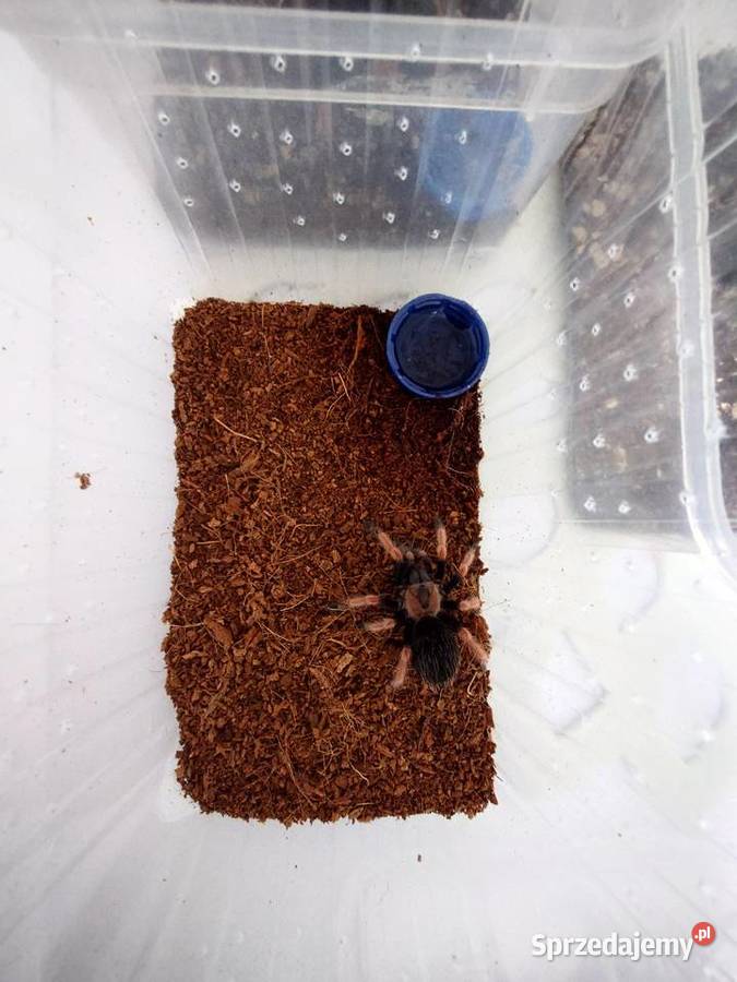 Brachypelma Boehmei samiczka 3DC ptasznik pająk Gady i płazy Ciechanowiec